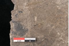 Foto (Detailansicht) von Quercus naumanni Ettingshausen (NHMW-GEO-2024-0188-7970)